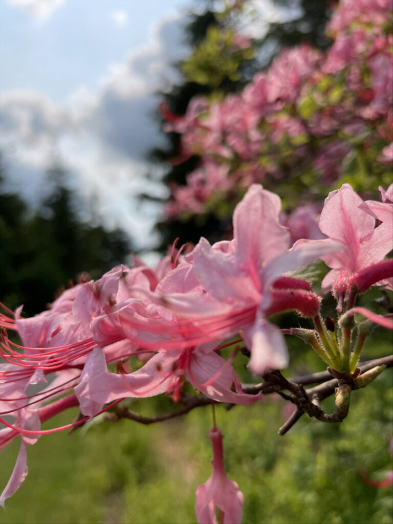 Azaleas bloom on the Taconic crest in Pittsfield State Forest, with evergreen trees behind them against shifting sun and cloud.