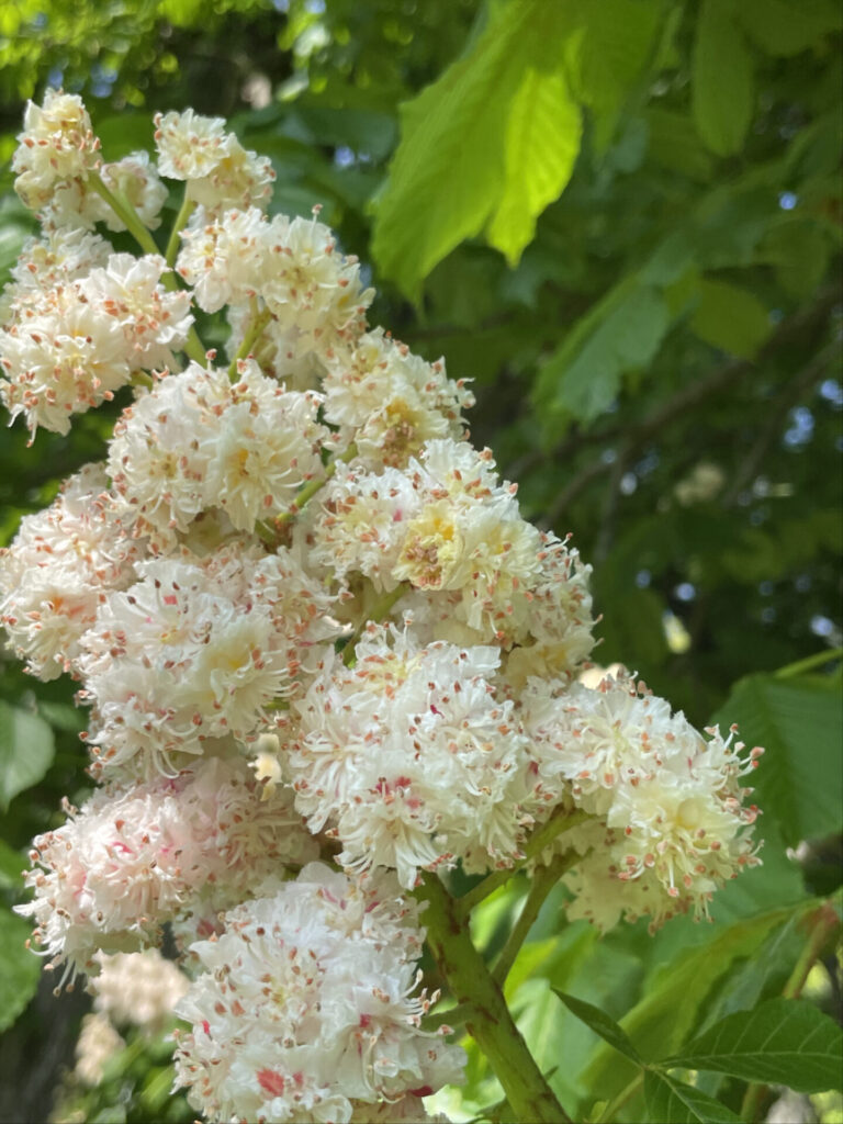 A horse chestnut tree blooms in a pyramid of white petals at Chesterwood in Stockbridge.