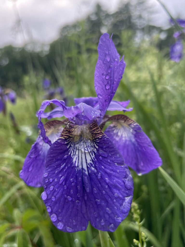 Purple irises grw wild in the grass outside the formal gardens at the Mount, beaded with rain.