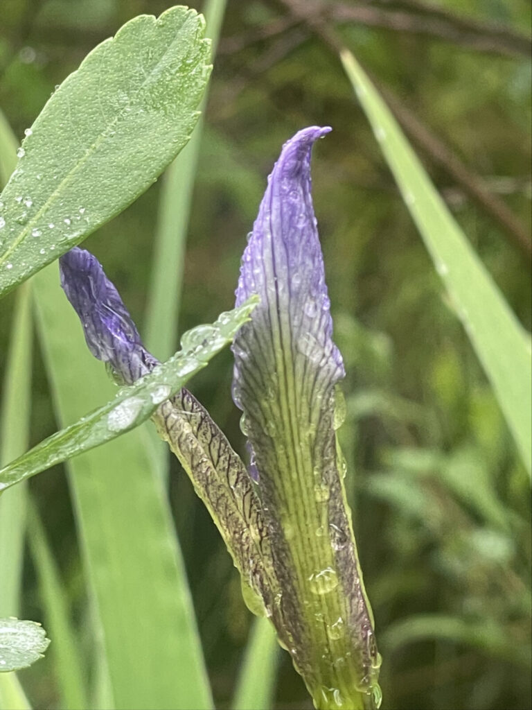 Iris buds glisten with rain drops in Hawley bog.