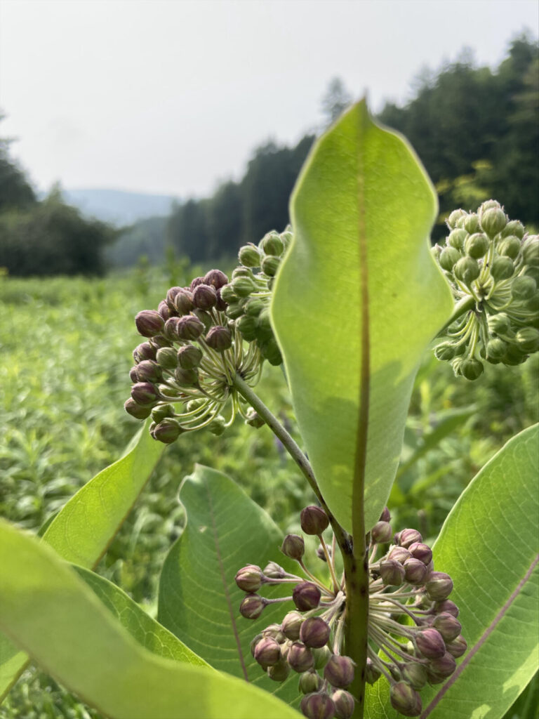 Milkweed blooms in the meadow along Harmon Pond in Williamstown on a July afternoon.