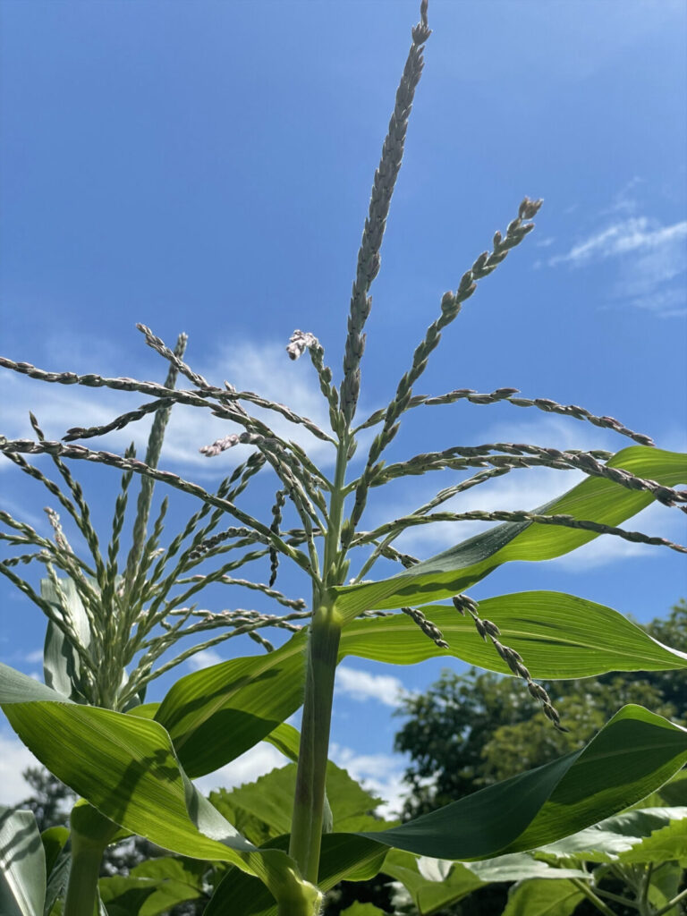 Corn tassels against the sky in Professor Pallavi Sen's artwork and garden, Experimental Greens, at the Clark Art Institute.