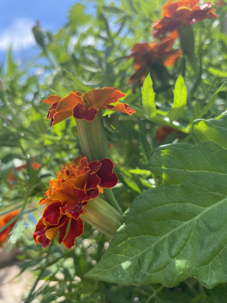 Marigolds bloom in Professor Pallavi Sen's artwork and garden, Experimental Greens, at the Clark Art Institute.