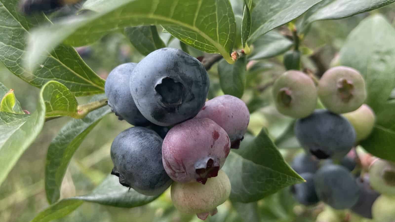 Blueberries ripen at Second Drop Farm in Lanesborough.