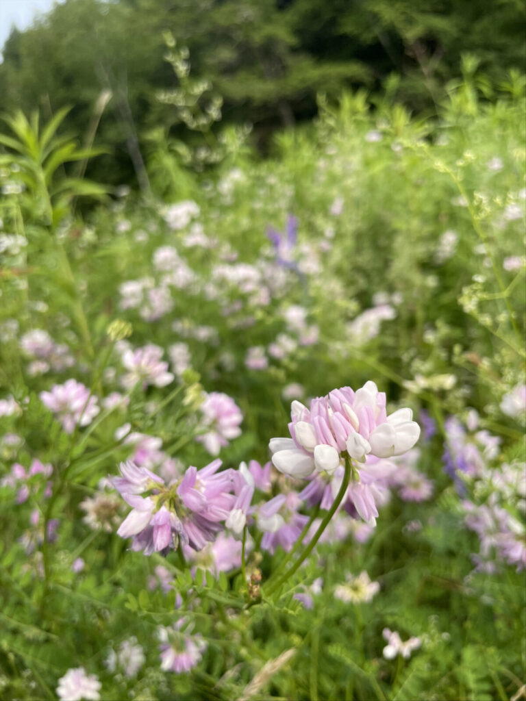Crown vetch blooms in the meadow along Harmon Pond in Williamstown on a July afternoon.