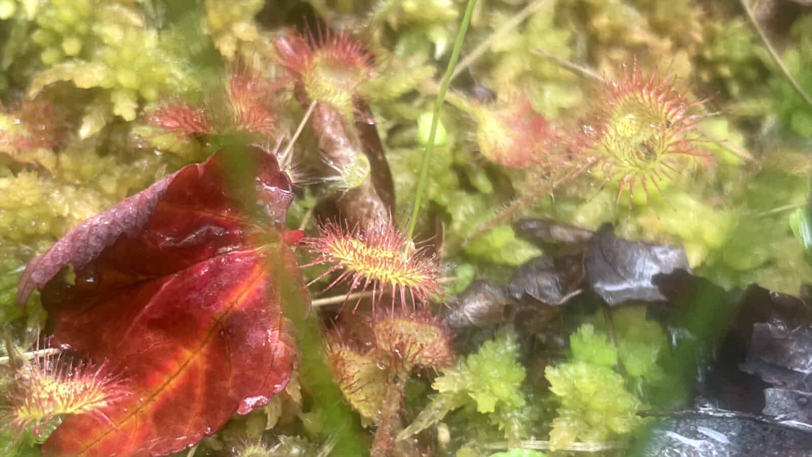 Sundew opens sticky vivid orange pods to catch insects in Hawley Bog.