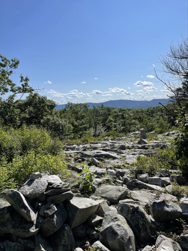 Cairns of quartzite cobbles mark an open stretch on the Pine Cobble Trail just below where it joins the Appalachian Trail.