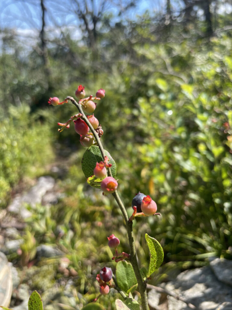 Wild blueberries ripen along the Appalachian Trail in North Adams.