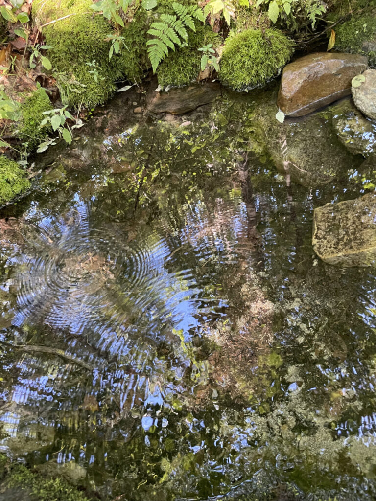 A natural spring ripples in the sunlight aling the Appalachian Trail in North Adams.