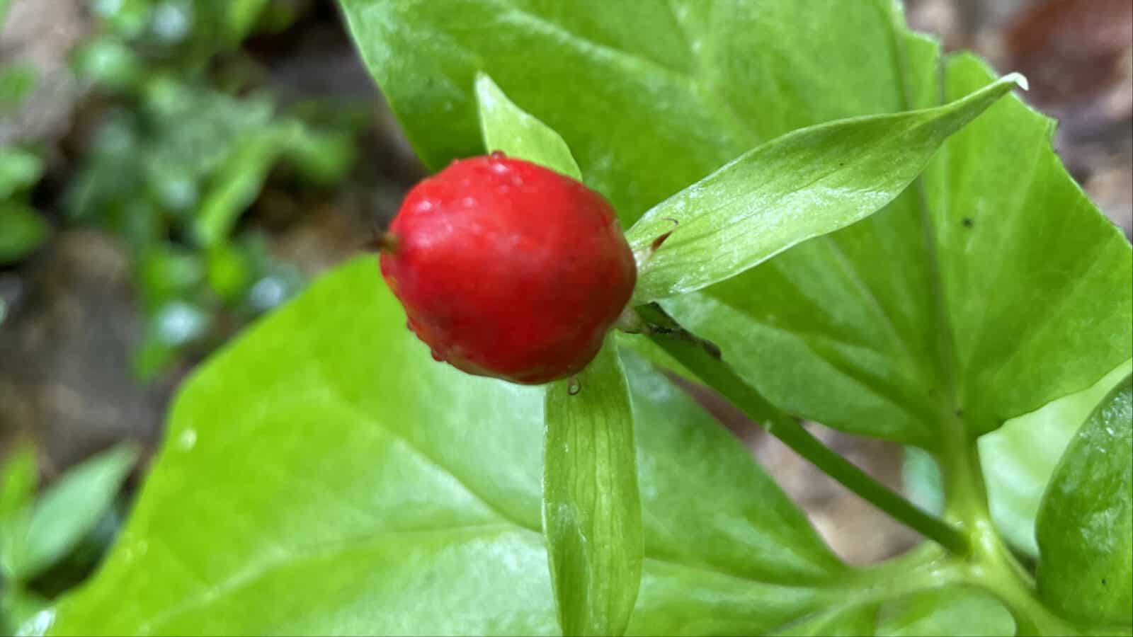 A trillium's berry gleams bright red in the rain along the Appalachian Trail.