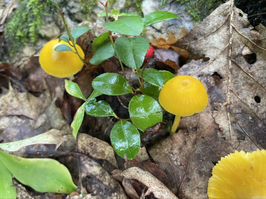 Yellow mushrooms emerge with tiny vivid caps along the Appalachian Trail.
