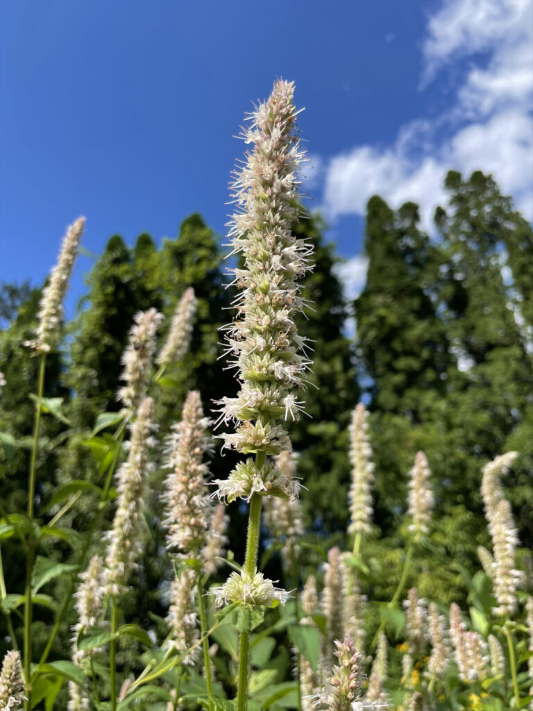 Blazing star blooms in the pollinator garden at the Spruces with cypress trees in the background.