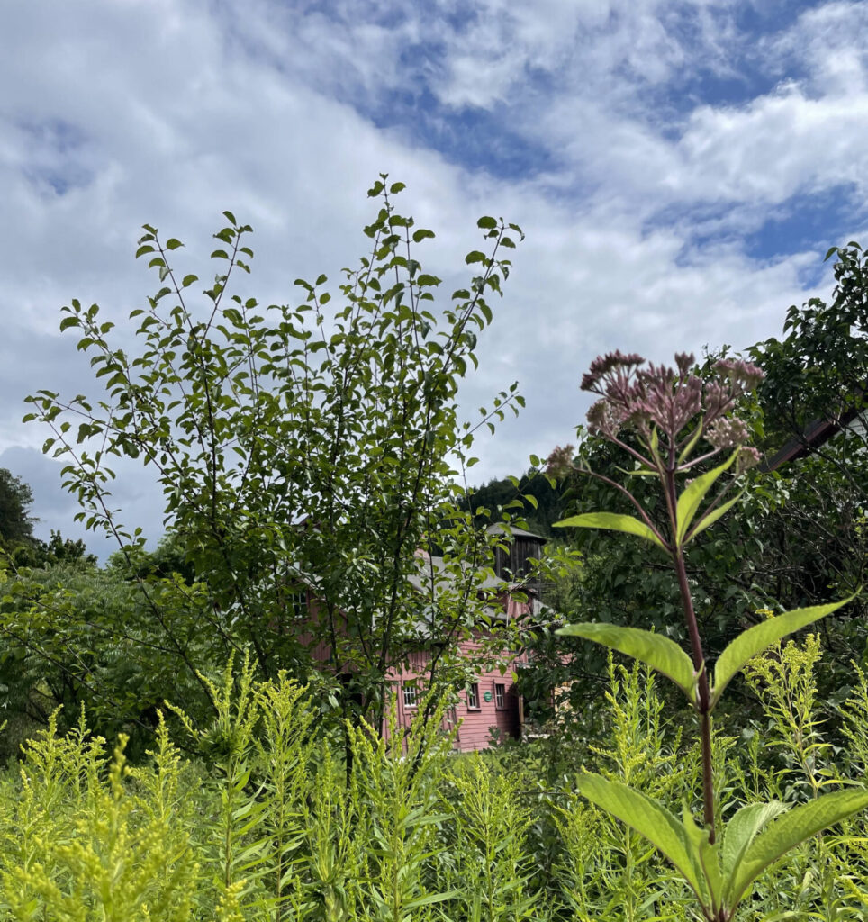 Joe pye weed blooms in the meadow on Sheep Hill with the red barn at Willimstown Rural Lands in the background.