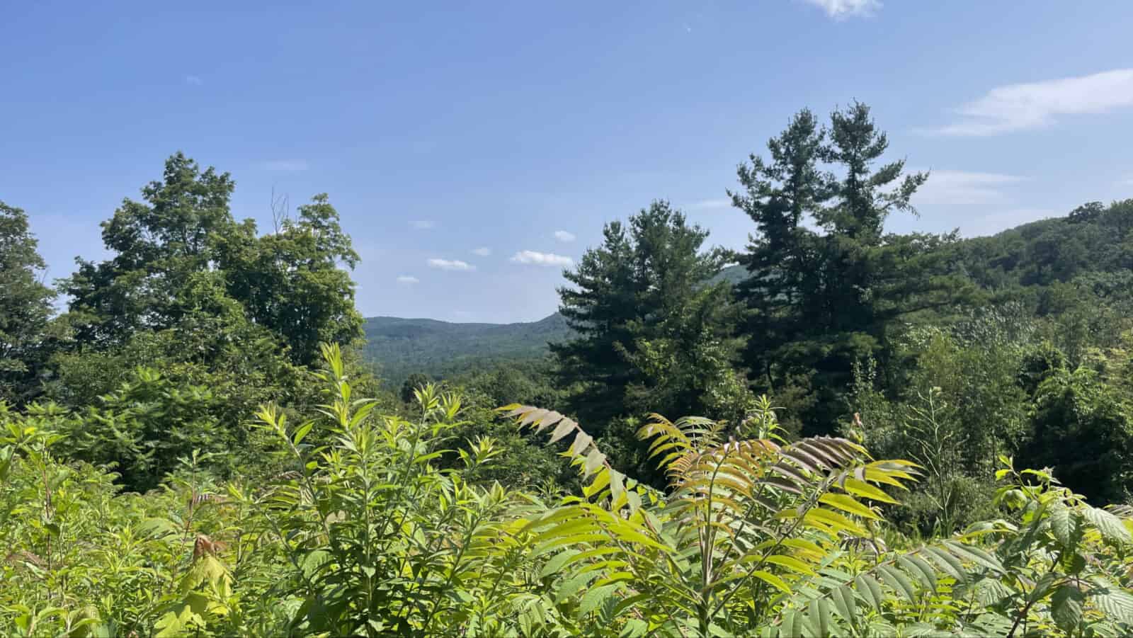 A high meadow gives a wide view over young sumac trees on Tyringham Cobble and the Appalachian Trail.