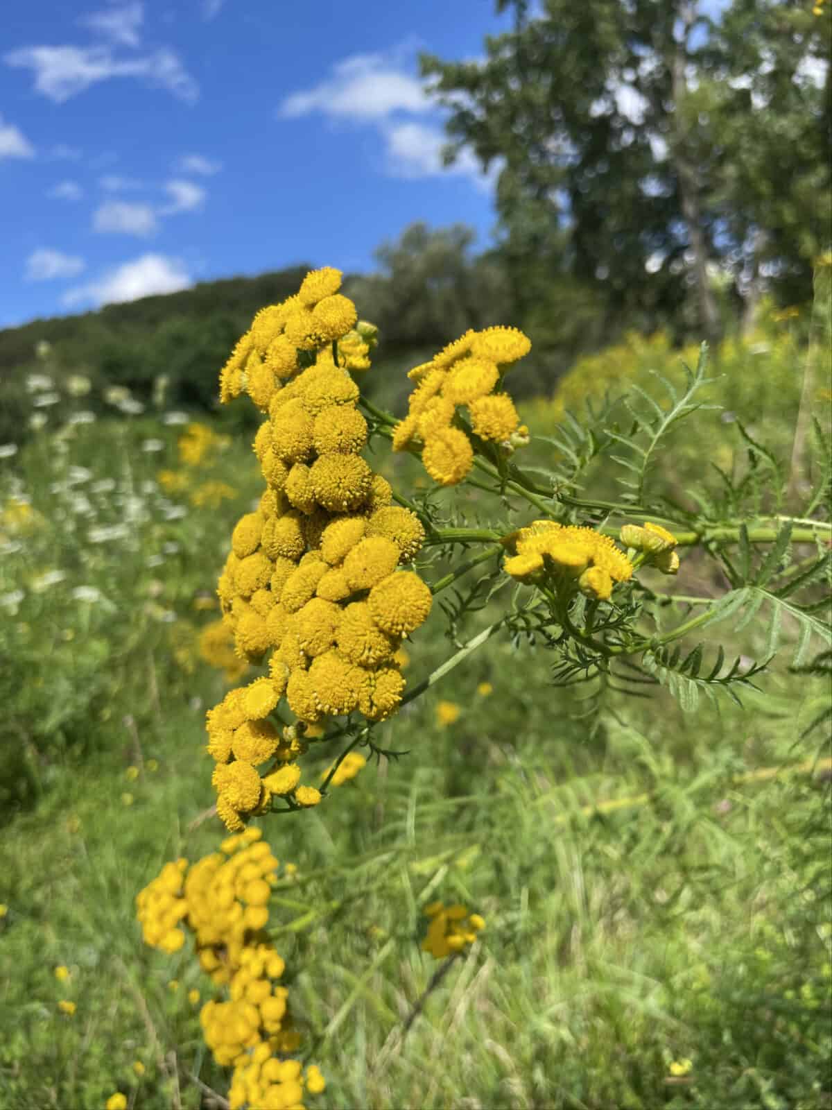 Tansy blooms golden in the meadow at the Spruces.