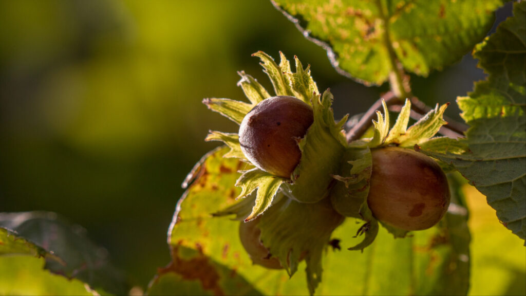 Hazlenuts ripen on a bush in warm sunlight. Creative Commons courtesy photo