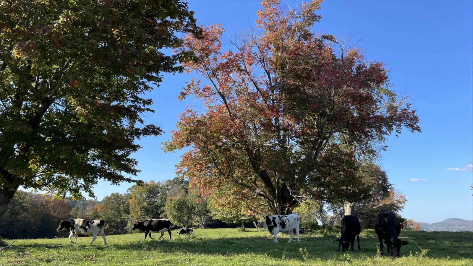 Cows graze on Stone Hill in a fall afternoon at the Clark Art Institute.