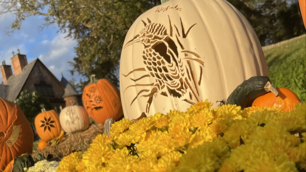A pumkin carved with a kingfisher sits among yellow chrysanthemums at Naumkeag's annual pumpkin show.