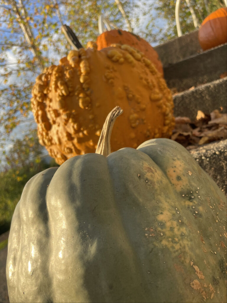Pumkins and gourds grown in the gardens glow with sunset light on the blue stairs at Naumkeag's annual pumpkin show.
