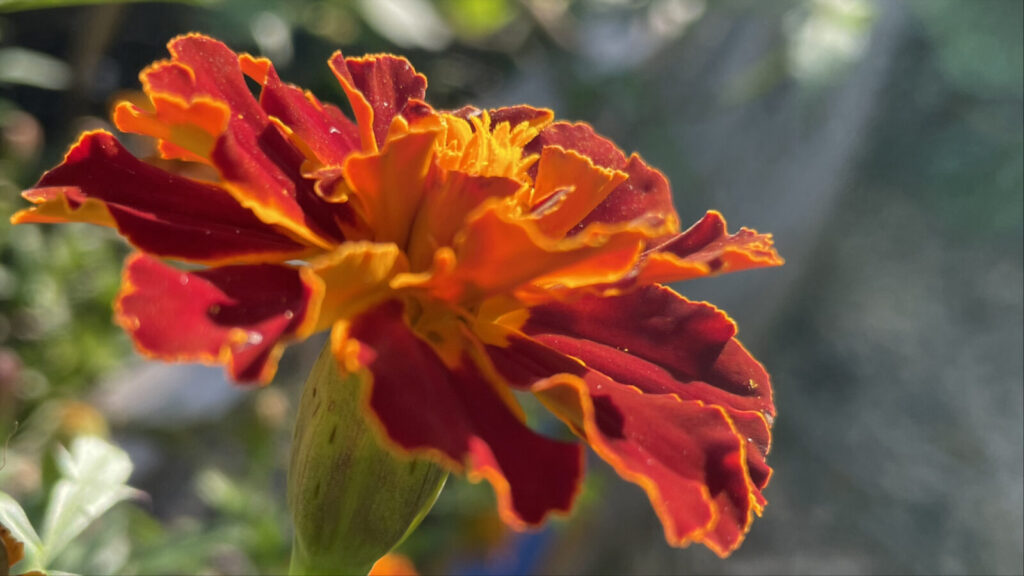 Marigolds flower vivid orange in Professor Pallavi Sen's artwork and garden, Experimental Greens, in Humane Ecology show at the Clark Art Institute.