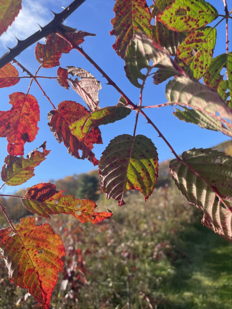 Wild raspberry leaves turn deep red in the sun on Sheep Hill.