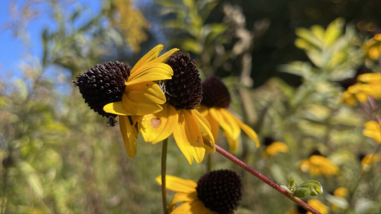 Blackeyed susans bloom wild in the meadow at Wing and a Prayer native plant nursery in Cummington.