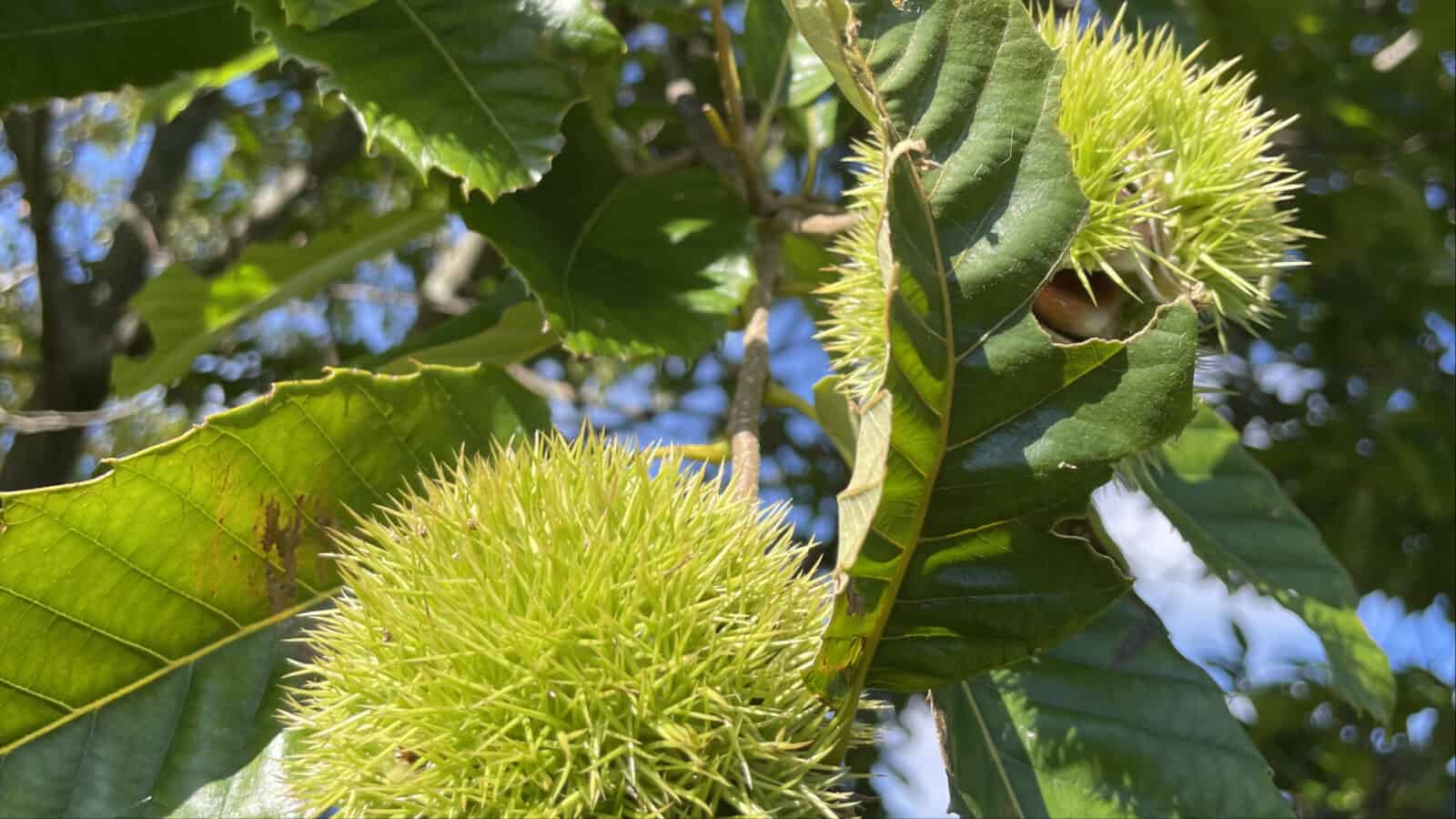 Chestnuts grow in their spiny pods on a tree at Wing and a Prayer.