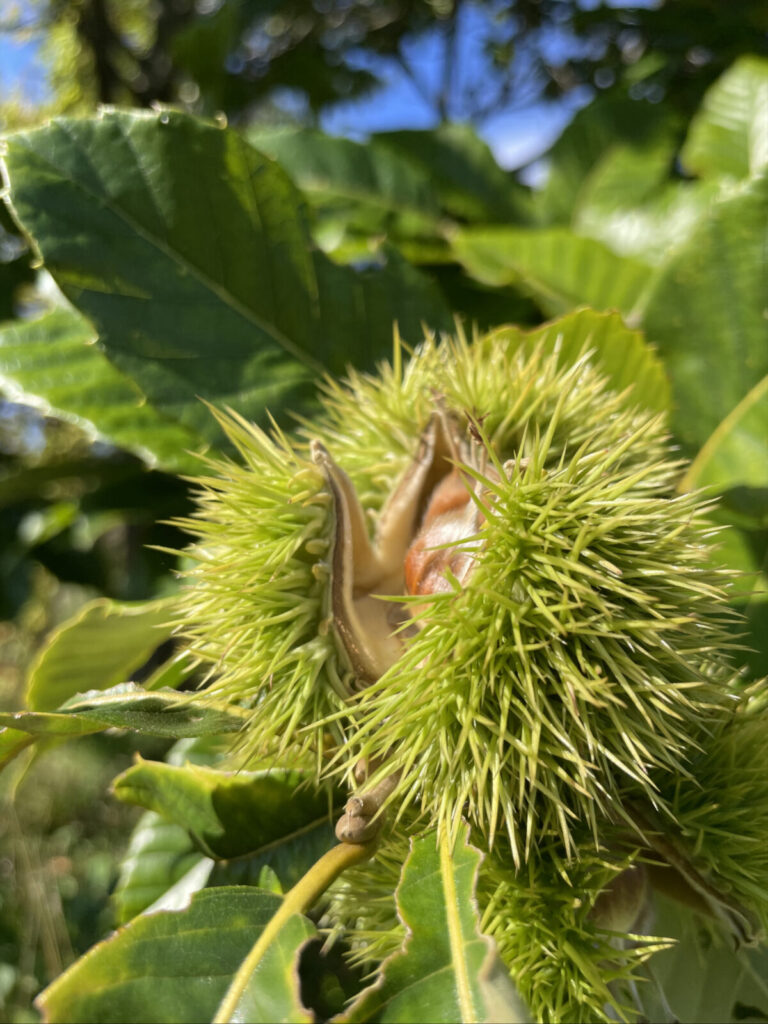 Chestnuts gleam in their spiny pods on a tree at Wing and a Prayer.