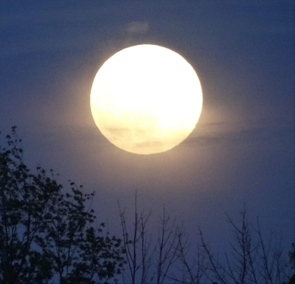 A full moon rises over the trees. Creative Commons courtesy photo