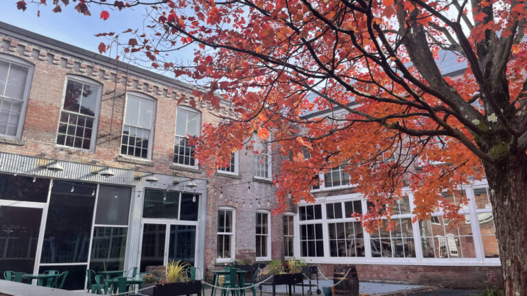 A red maple fills the courtyard with color at Mass MoCA on a fall day.