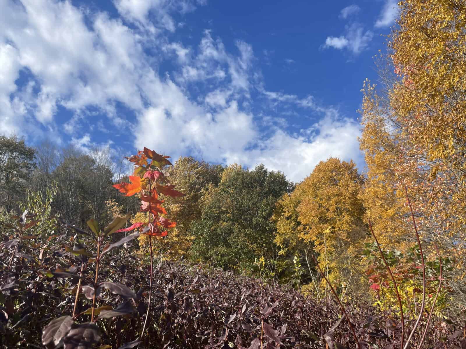 Maples show late fall color on Sheep Hill.