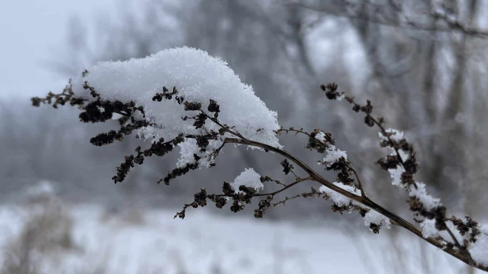 Snow falls on seed heads of last season's meadow flowers in the fields along the Hoosic River in Williamstown.
