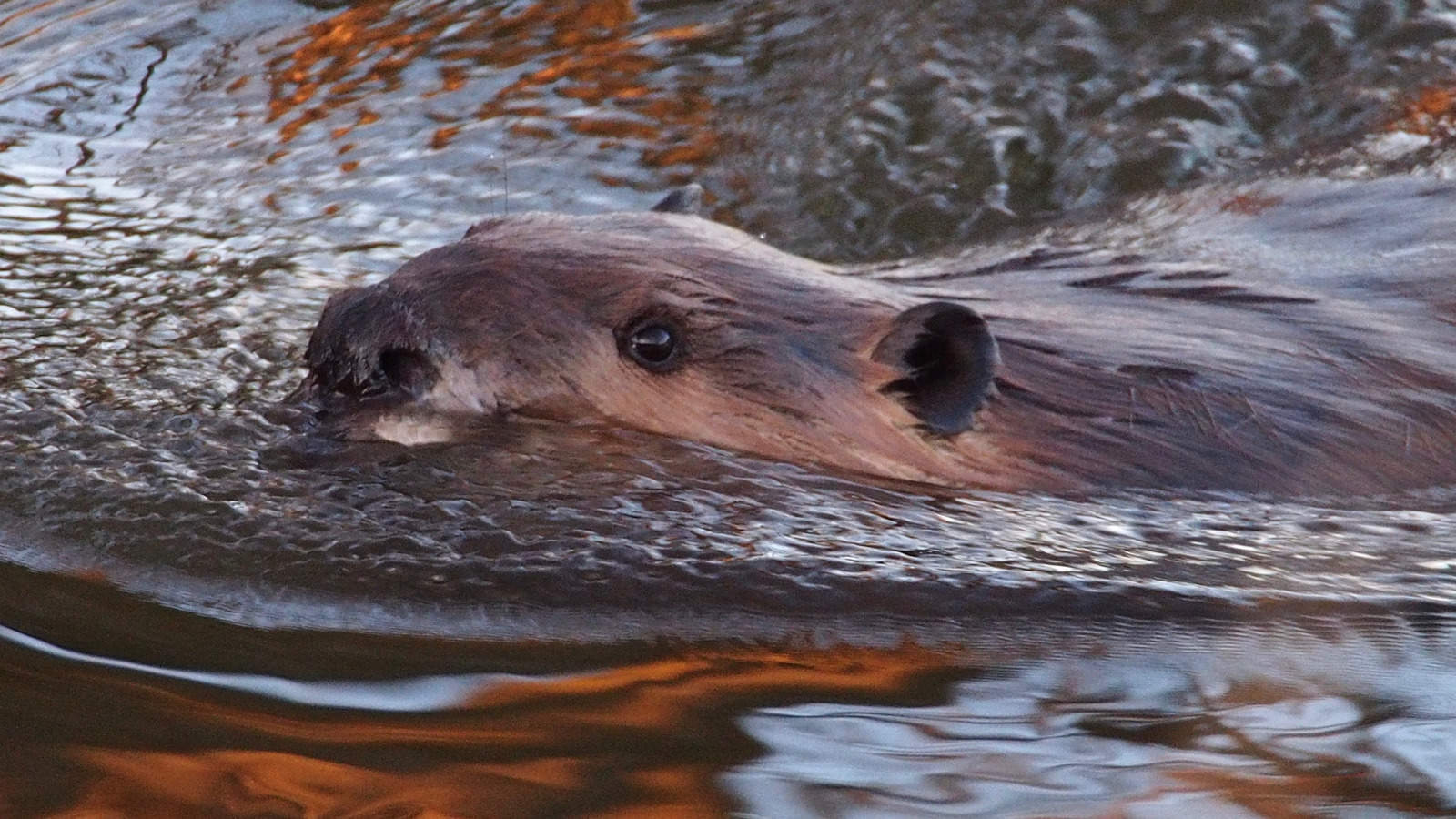 A beavwre swims in rippling water reflecting amber light. Creative Commons courtesy photo