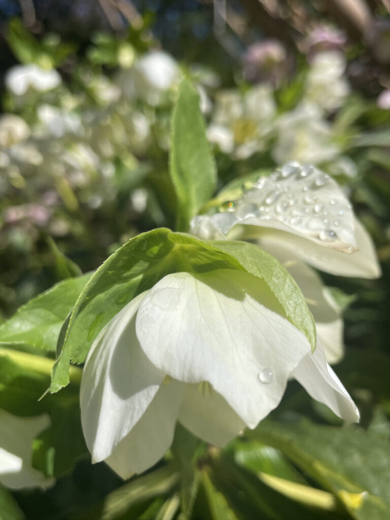 Lenten rose shines with dew at Brookside Gardens in Maryland.