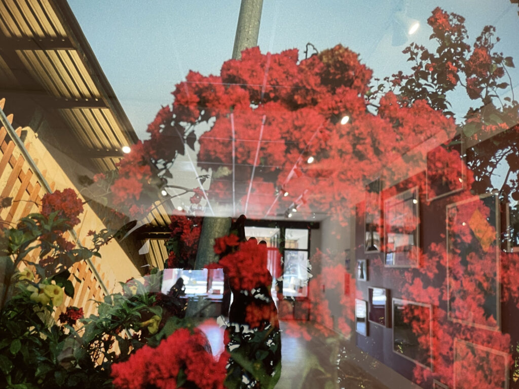 A tree blooms as vividly red as a flamboyan in Lorena Molina's photographs in 'Unfortunately It Was Paradise' at MCLA in North Adams.