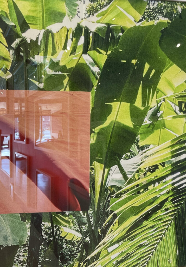 Banana leaves gleam in the sunlight in in Lorena Molina's photographs in 'Unfortunately It Was Paradise' at MCLA in North Adams.