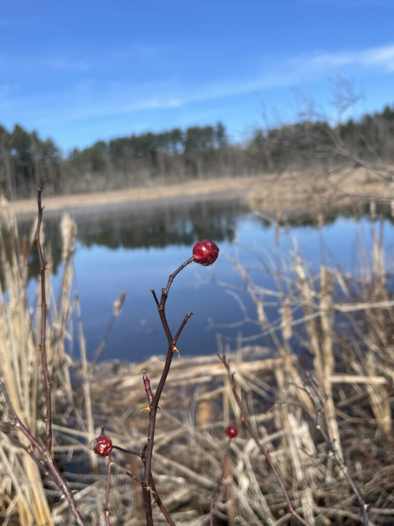 Winter-dried berries glow a deep red beside the cattails at the edge of the pond below Edith Wharton's gardens.