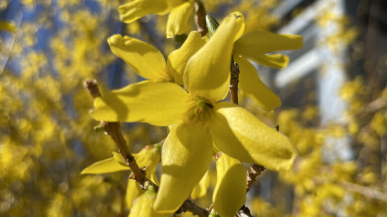 Forsythia bloom brilliant gold on a blue-sky spring day.