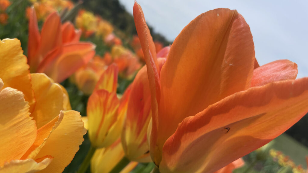 Orange and gold tulips bloom at the annual Daffodil and Tulip Festival at Naumkeag in Stockbridge.