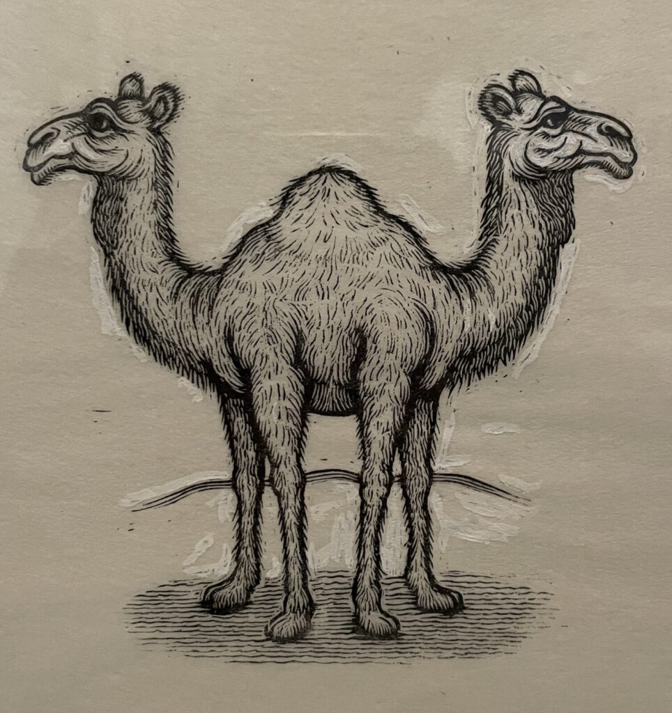 James Grashow draws a palindromic dromedary, a wordplay in images. Press image courtesy of the Norman Rockwell Museum