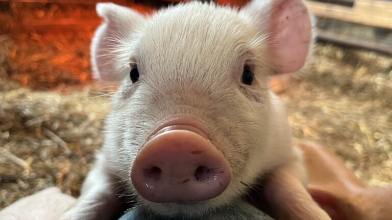 A piglet climbs knee-high at the Baby Animals festival at Hancock Shaker Village. Press image courtesy of the museum