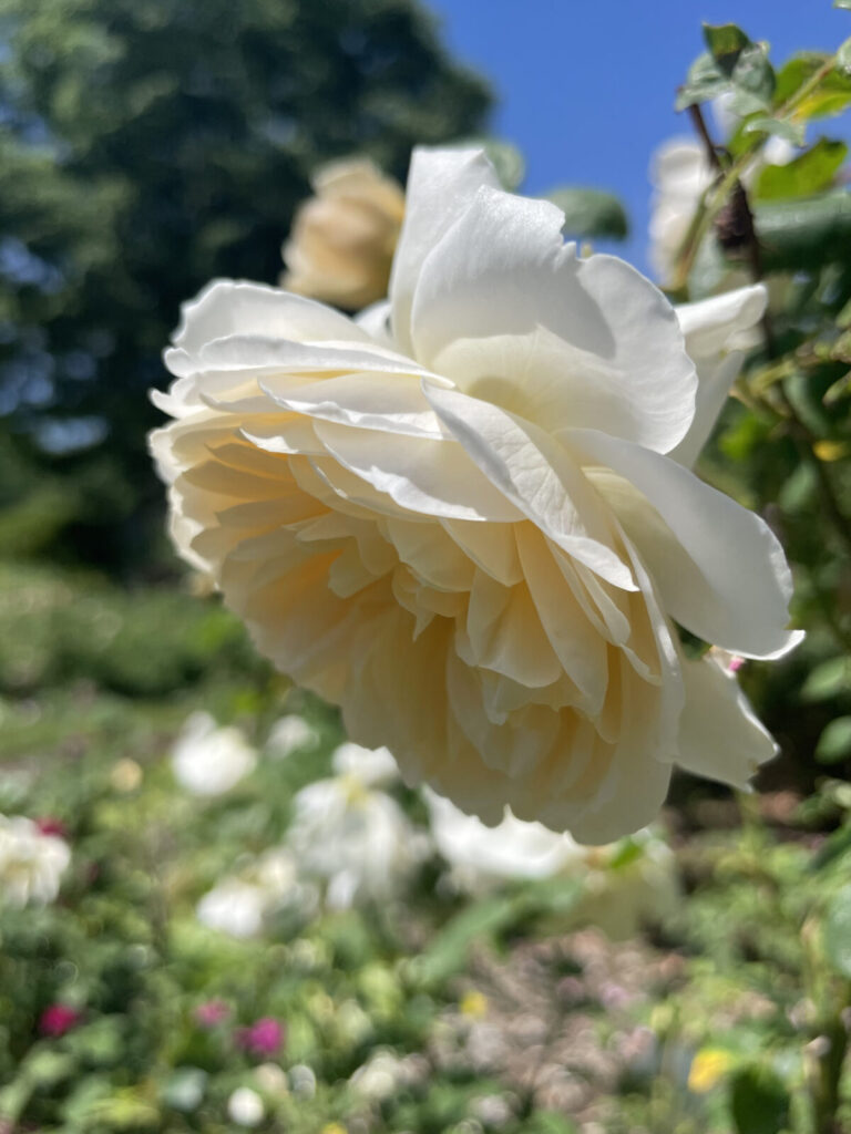 Roses bloom at the Berkshire Botanical Garden.