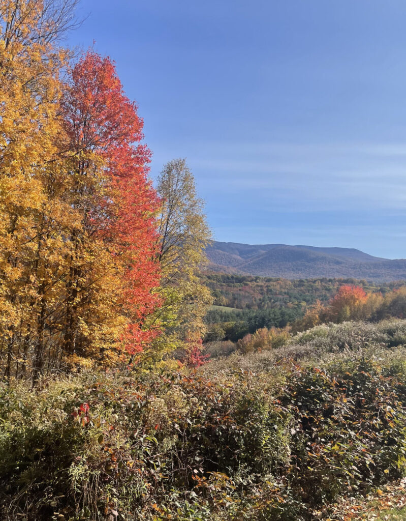 Vivid orange and ochre tones brighten the meadow at Williamstown Rural Lands.