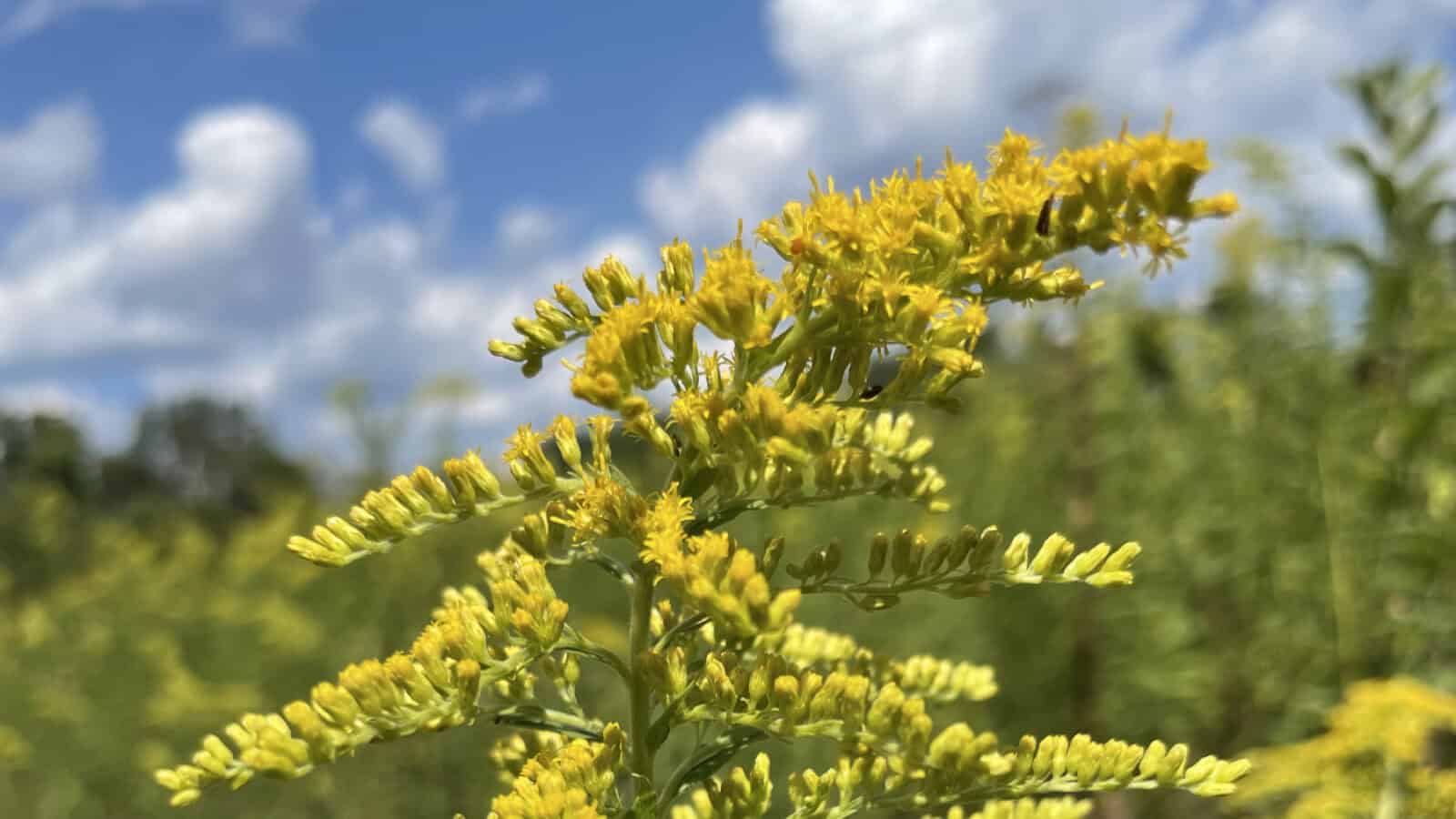 Goldenrod gathers bees at Canoe Meadows.