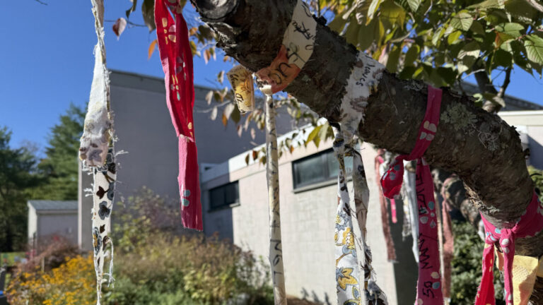 Ribbons of cloth carry climate messages on the limbs of a tree outside the Milne Library.