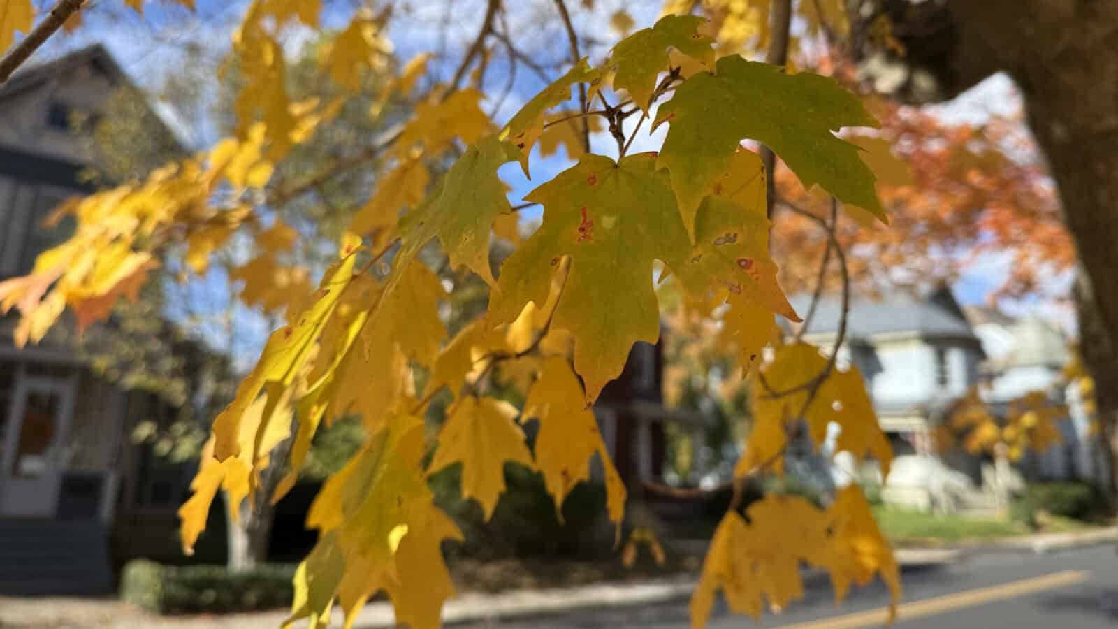 Maple leaves turn vivid yellow on a street of historic houses in North Adams.