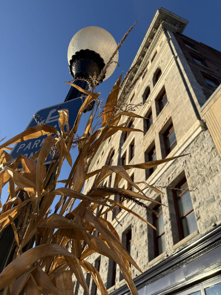 Corn stalks decorate lamp posts on Main Street in North Adams in November.