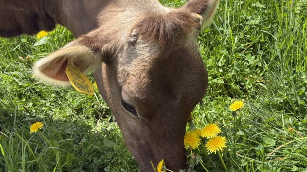 A young milking cow grazes among the dandelions at Cricket Creek Farm in Williamstown.