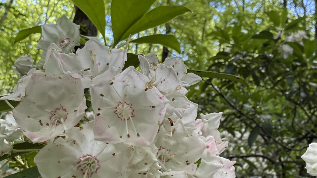 Mountain laurel blooms on the Chestnut Trail and Class of '98 Trail in Williamstown.