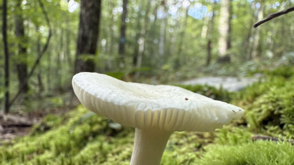 Mushrooms emerge on wet late summer days on Pine Cobble.